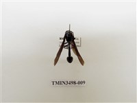 藏品(蘭嶼虎蜾蠃)的圖片